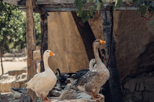 Tour image 10